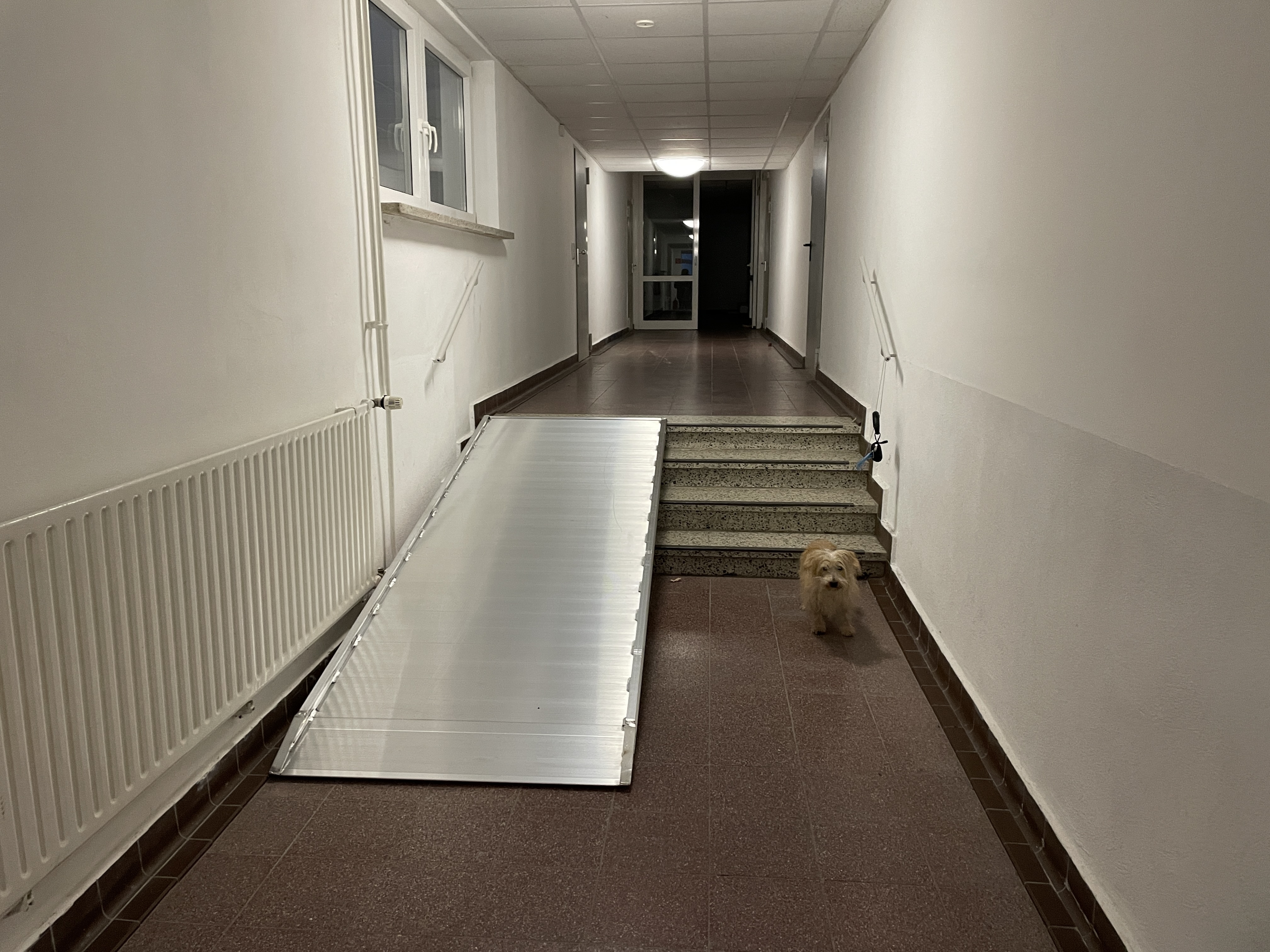 Treppe mit Rampe - Hund als Größenvergleich